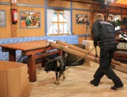 früh am Morgen suchte ein Schäferhund das Zelt ab (©Foto. Martin Schmitz)